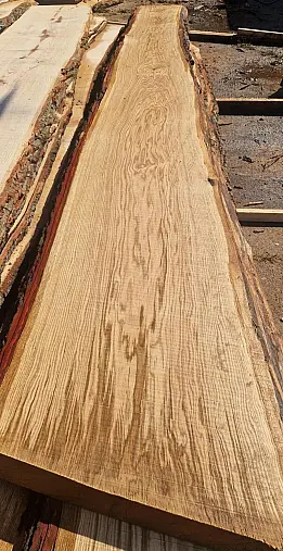 Tischplatte Tisch Eiche XXL ---- 5100 Länge ----